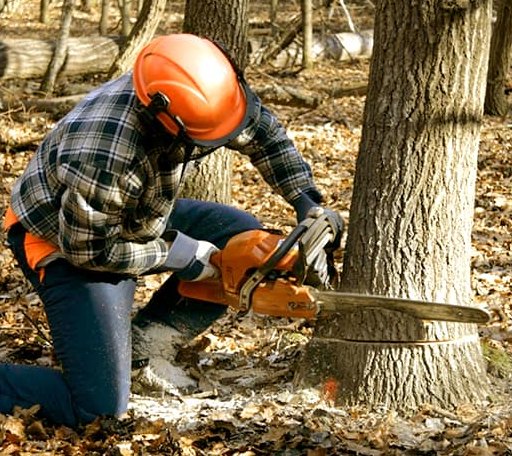Tree Removal in Vanlue, OH